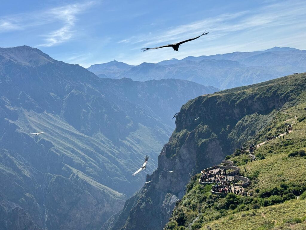 Colca Kaňon a kondory
