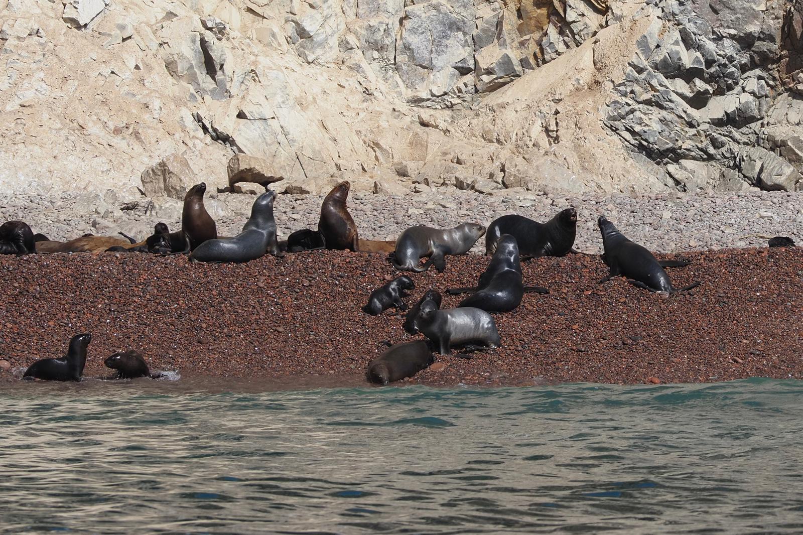 Skupinový zájazd Peru. Alpaca Travel sk, Paracas