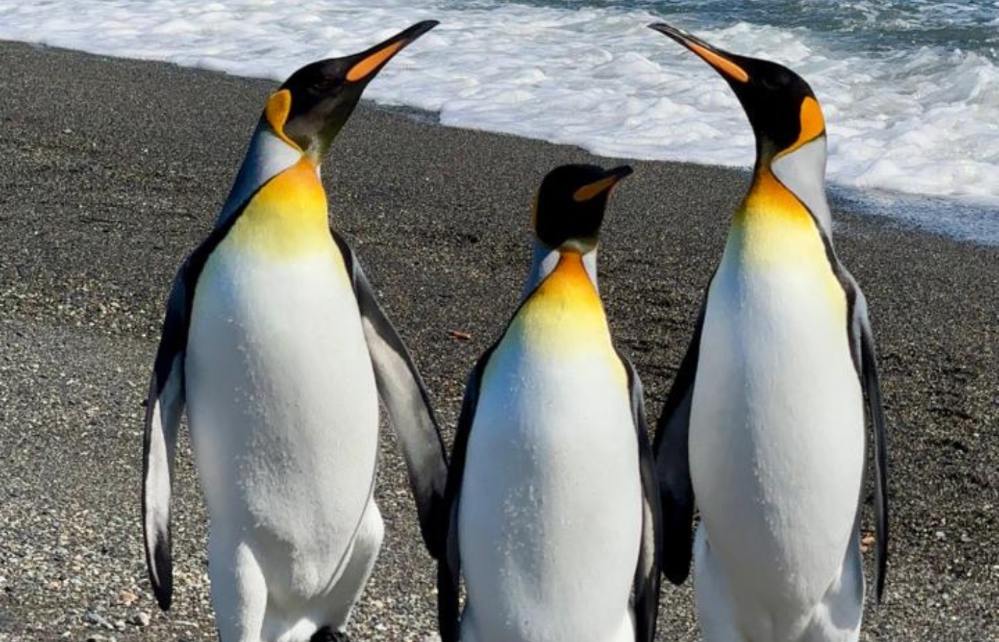 Penguin