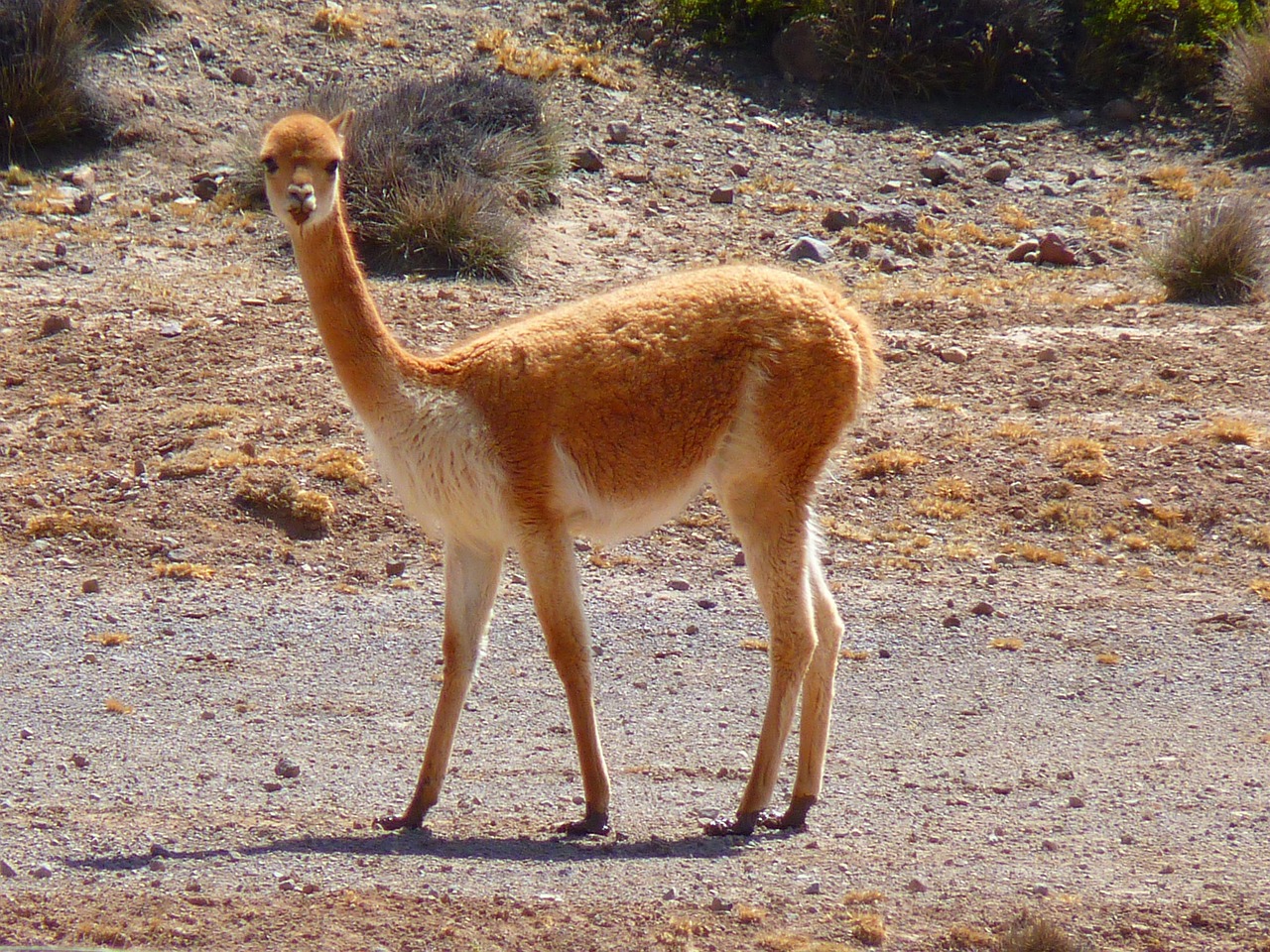 vicuna, lama, pair of ungulates, peru, nature, animal, camel, wool, mammals