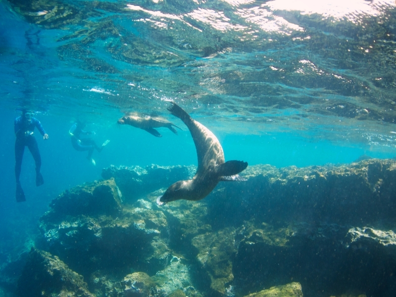 Lobos Galapagos