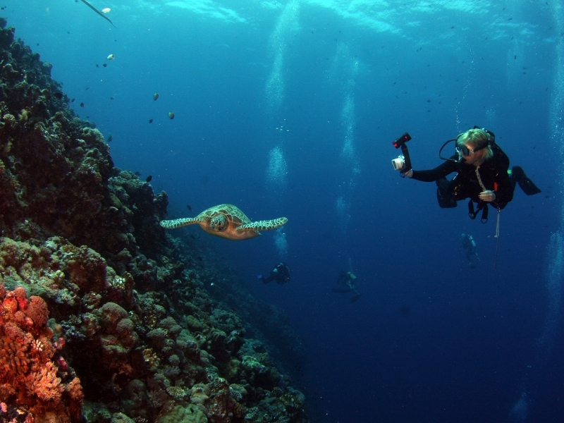 buceo tortuga