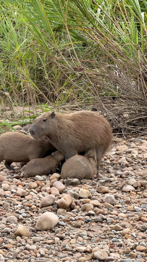Kapybary sú najväčšie hlodavce na svete, ale zároveň jedny z najmierumilovnejších zvierat Amazónie 🐾.

Sú extrémne spoločenské, žijú v skupinách a vodu potrebujú doslova na prežitie — pomáha im schladiť sa aj uniknúť pred nebezpečenstvom 🌿.

Aj tento krát sa naše cesty skrížili a tieto rozkošné zvieratká sme mohli vidieť v Peruánskom Amazonskom pralese popri rieke Tambopata, kde táto skupinka oddychovala 😌.